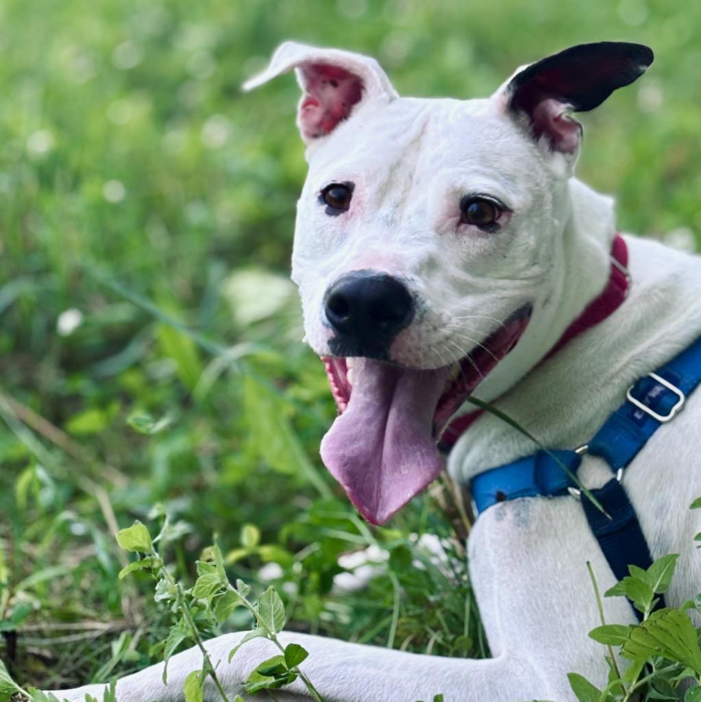 Enlarge Remi, a Adoptable Mixed Breed in State College, PA image 2/6