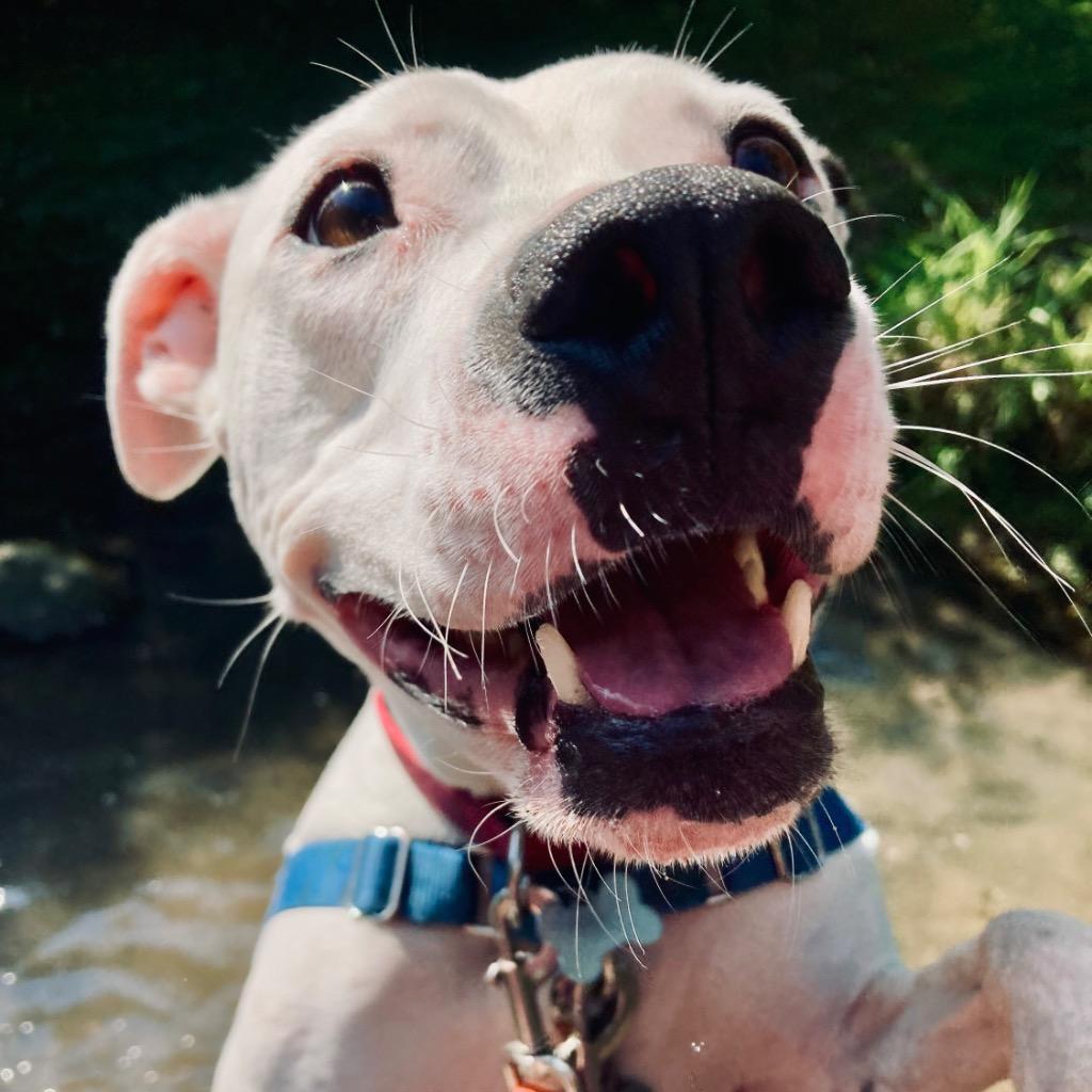 Enlarge Remi, a Adoptable Mixed Breed in State College, PA image 3/6