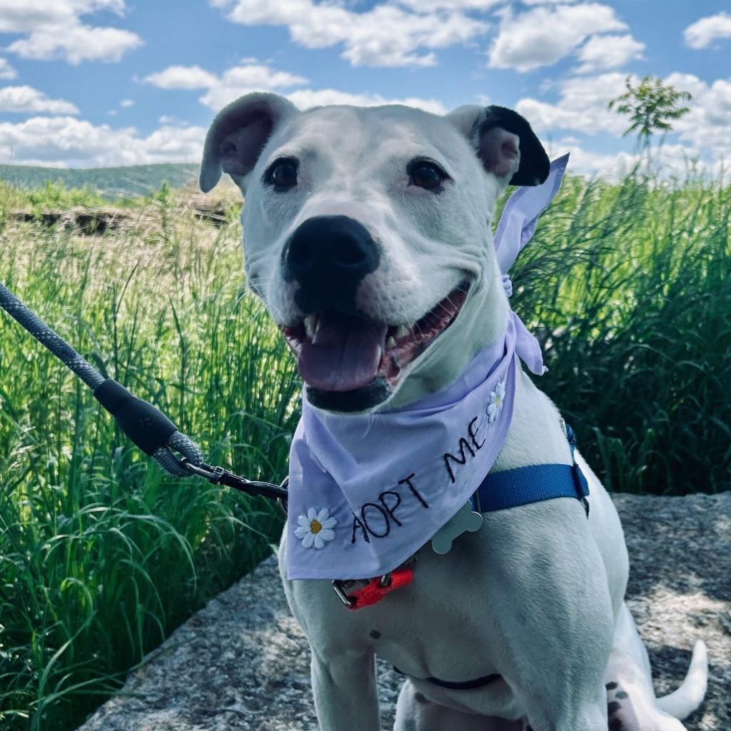 Enlarge Remi, a Adoptable Mixed Breed in State College, PA image 4/6