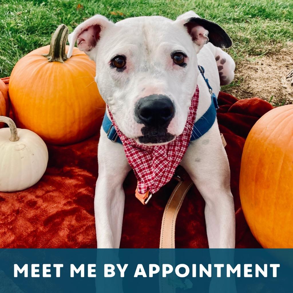 Enlarge Remi, a Adoptable Mixed Breed in State College, PA image 6/6