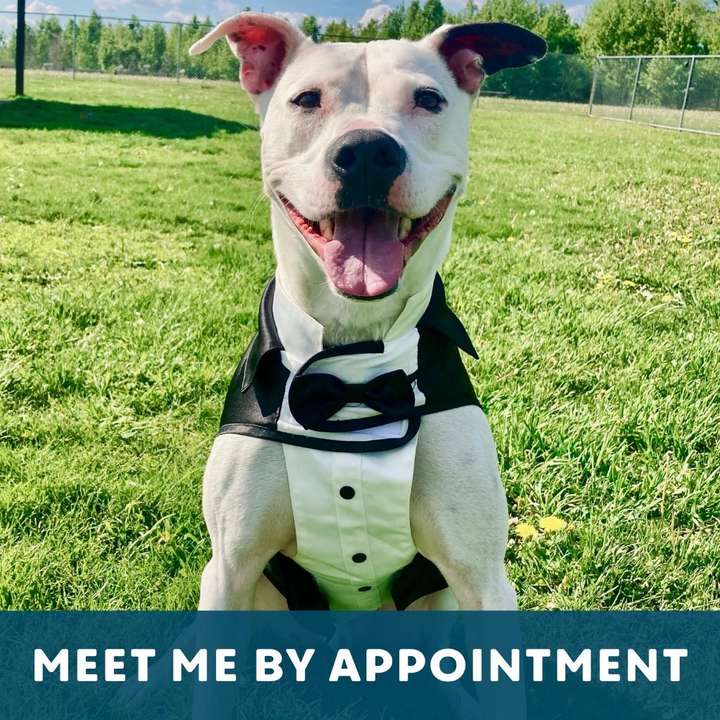 Remi, a Adoptable Mixed Breed in State College, PA image 6/6