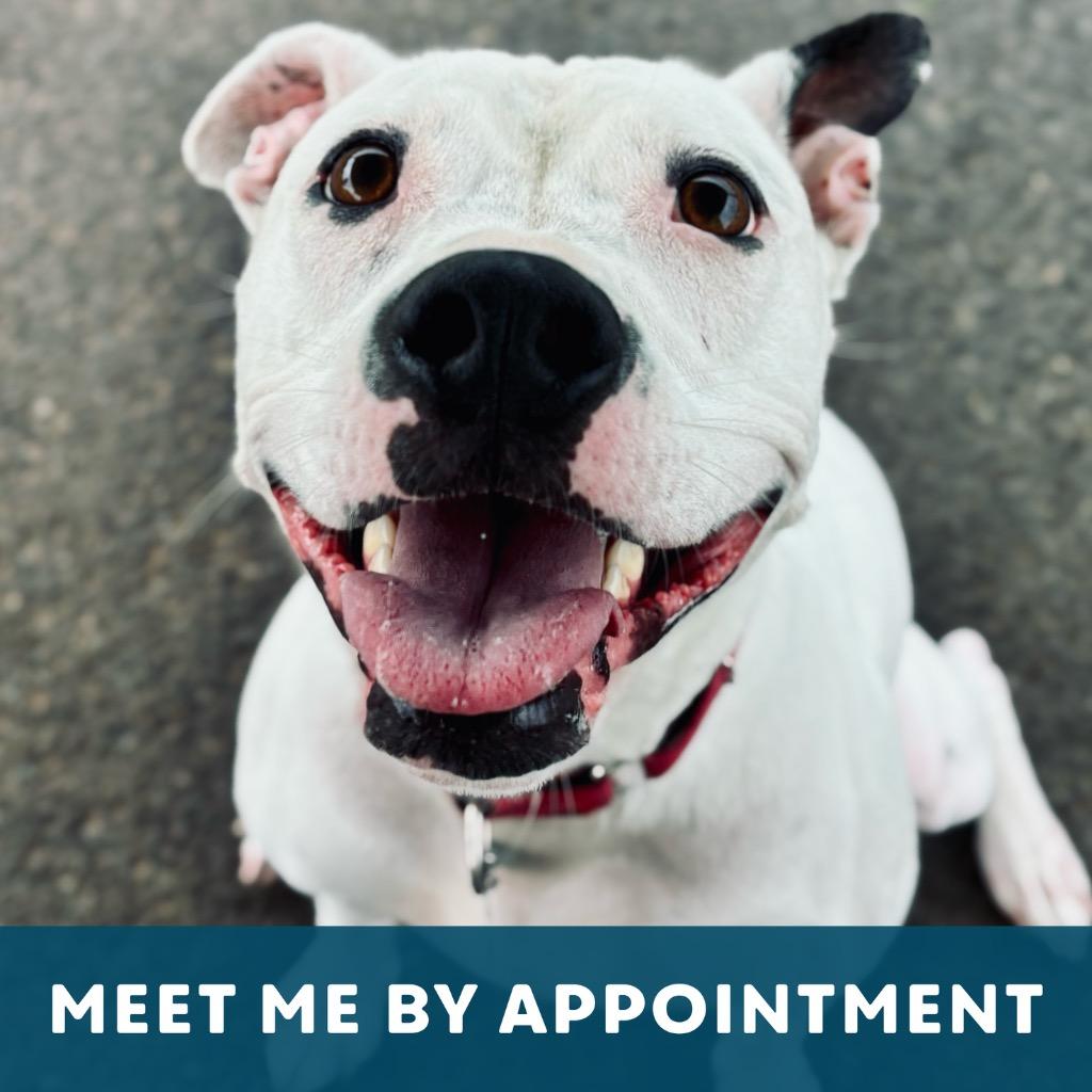 Remi, a Adoptable Mixed Breed in State College, PA image 6/6