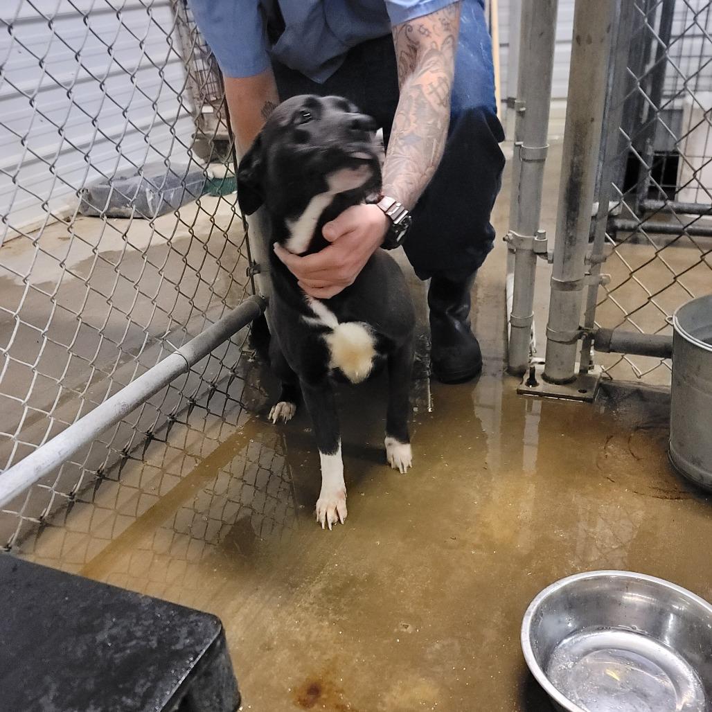 Star, Adoptable, Adult Female Pit Bull Terrier & Mixed Breed.