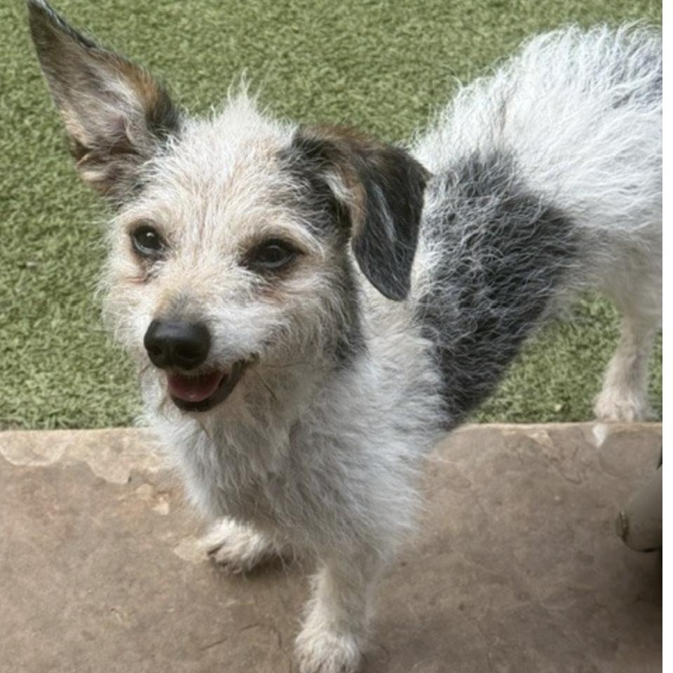 Enlarge JACKSON BROWNE, a Adoptable mixed breed in bangor, ME image 6/6