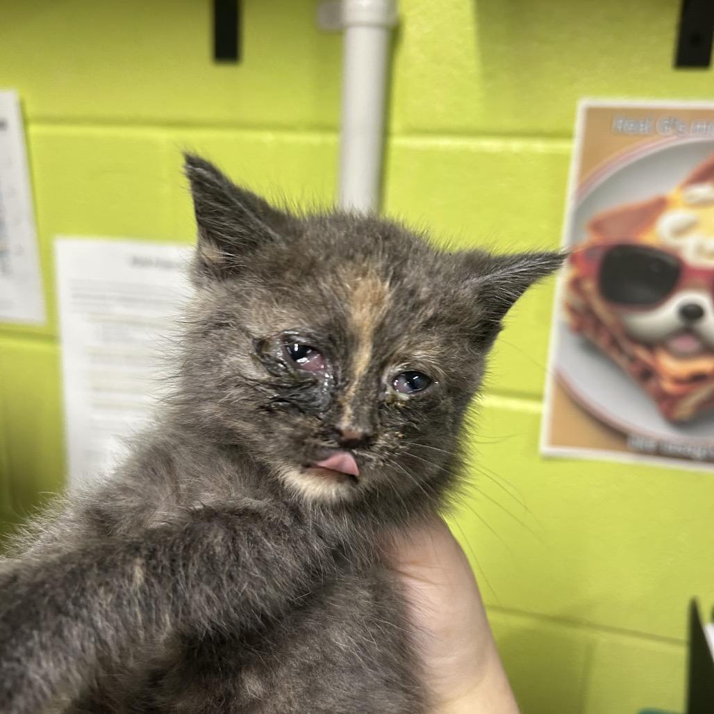 Watermelon, Adoptable, Kitten Female Domestic Medium Hair.