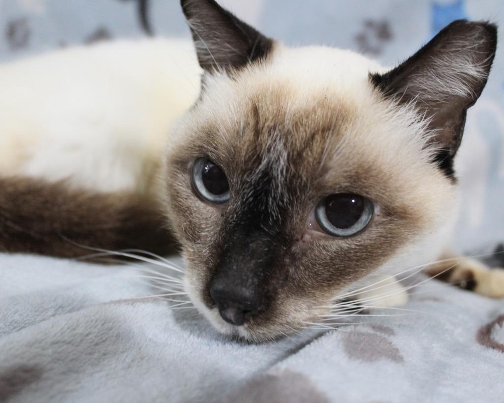 Maggie K, Adoptable, Senior Female Siamese.