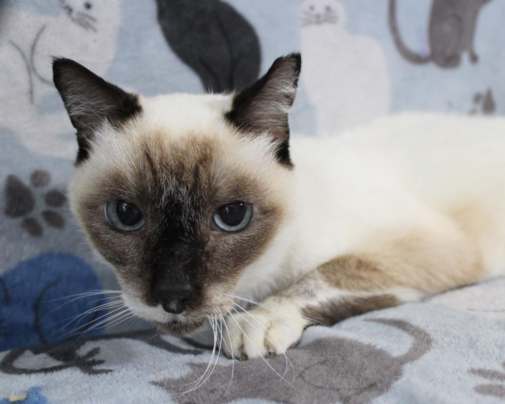 Enlarge Maggie K, a Adoptable mixed breed in New Braunfels, TX image 4/6