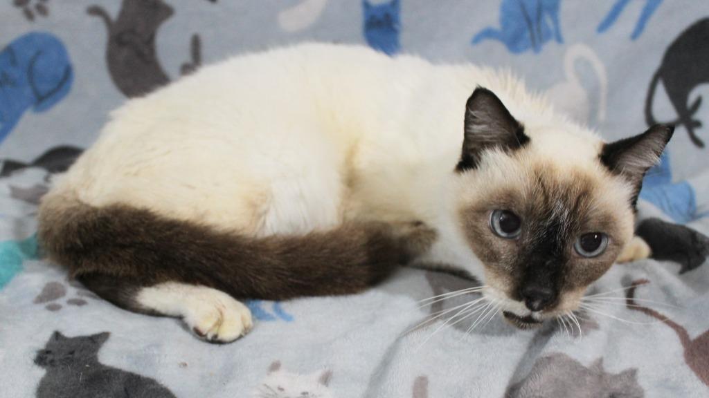 Enlarge Maggie K, a Adoptable mixed breed in New Braunfels, TX image 5/6