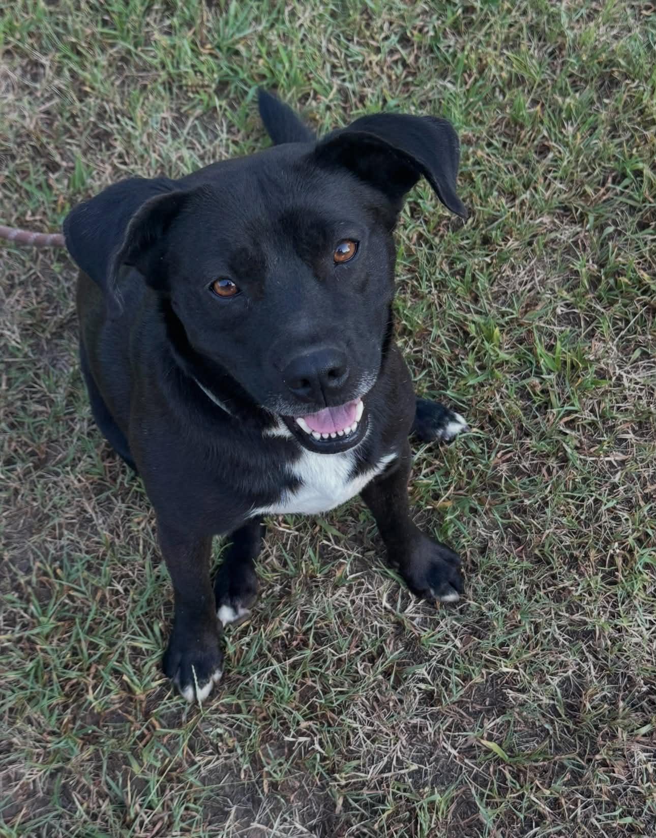 Toby, a ADOPTABLE mixed breed in Okemah, OK image 1/3