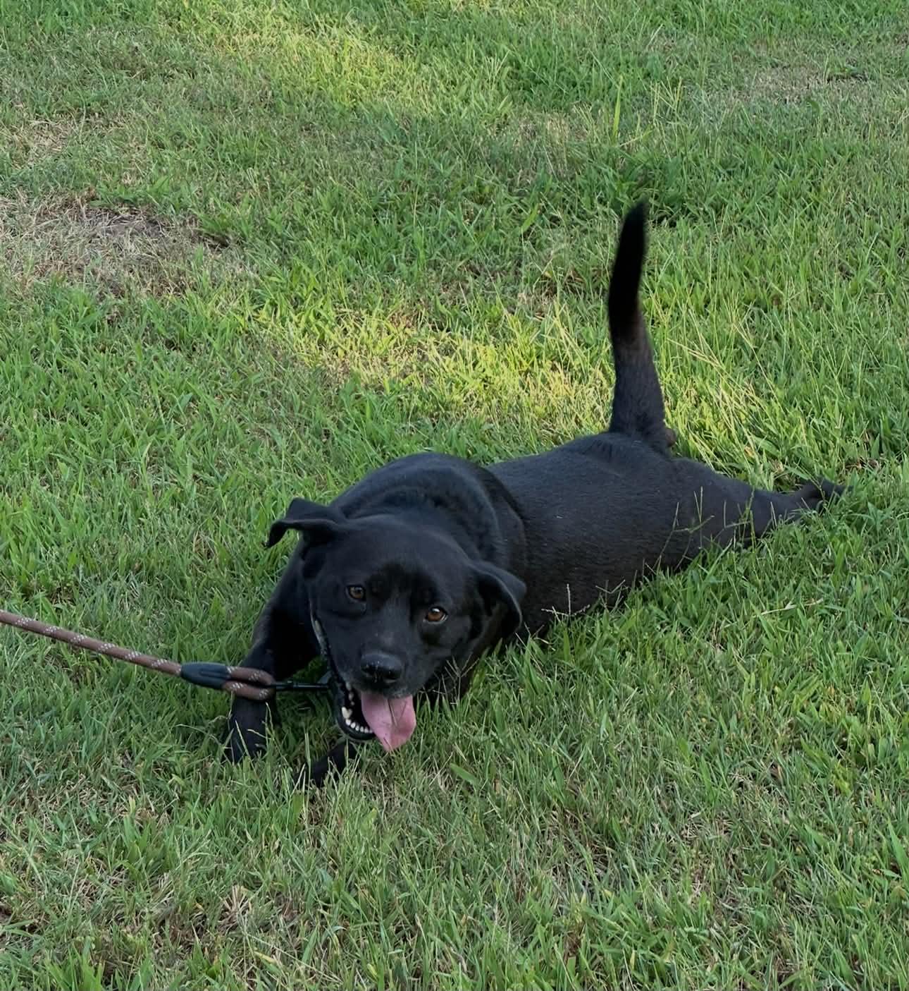 Toby, a ADOPTABLE mixed breed in Okemah, OK image 3/3