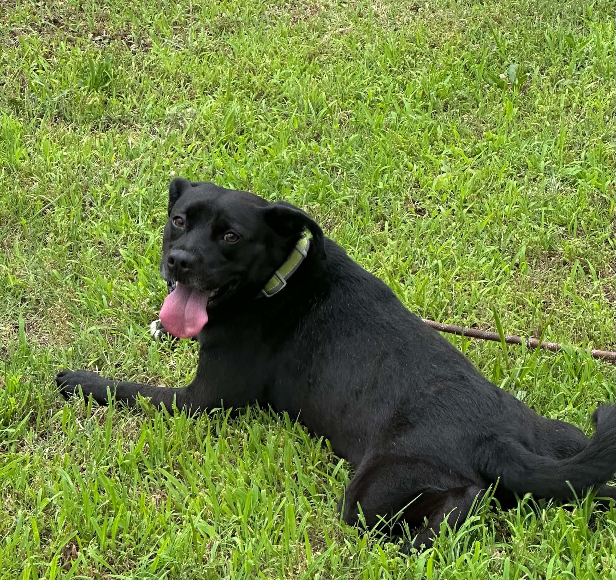 Toby, a ADOPTABLE mixed breed in Okemah, OK image 2/3