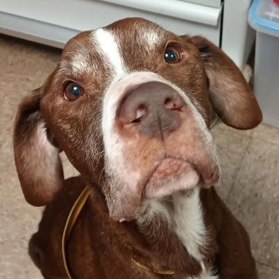 Enlarge Rocky, a Adoptable mixed breed in Olean, NY image 1/2