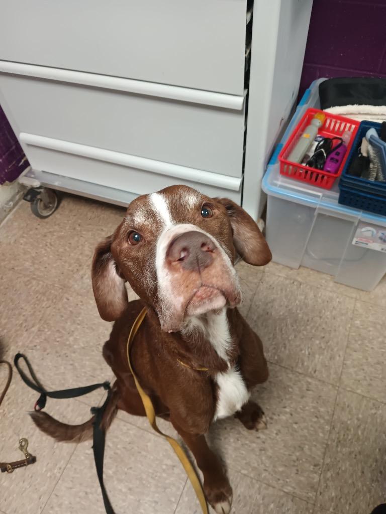 Enlarge Rocky, a Adoptable mixed breed in Olean, NY image 2/2