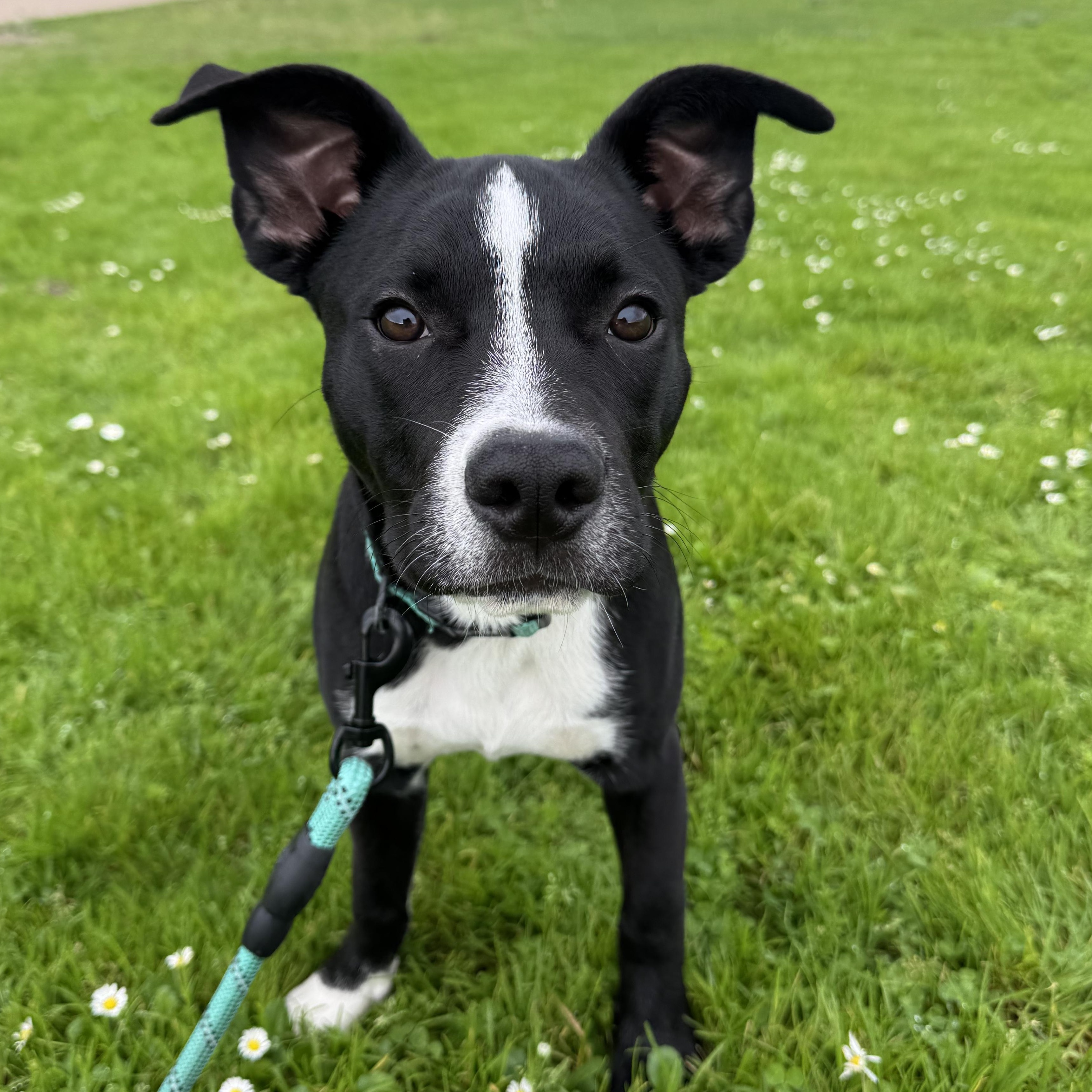 Enlarge Zen, a Adoptable mixed breed in Seal Beach, CA image 4/6