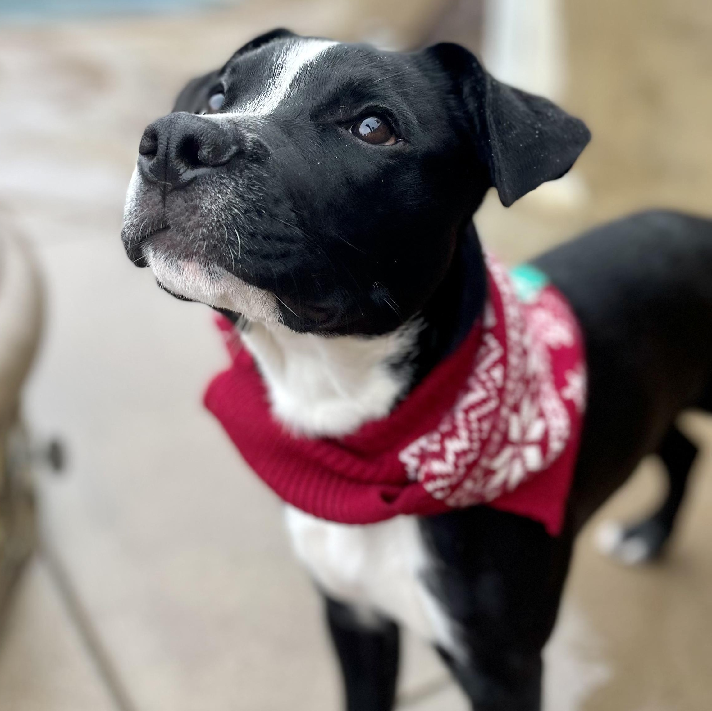 Enlarge Zen, a Adoptable mixed breed in Seal Beach, CA image 2/6
