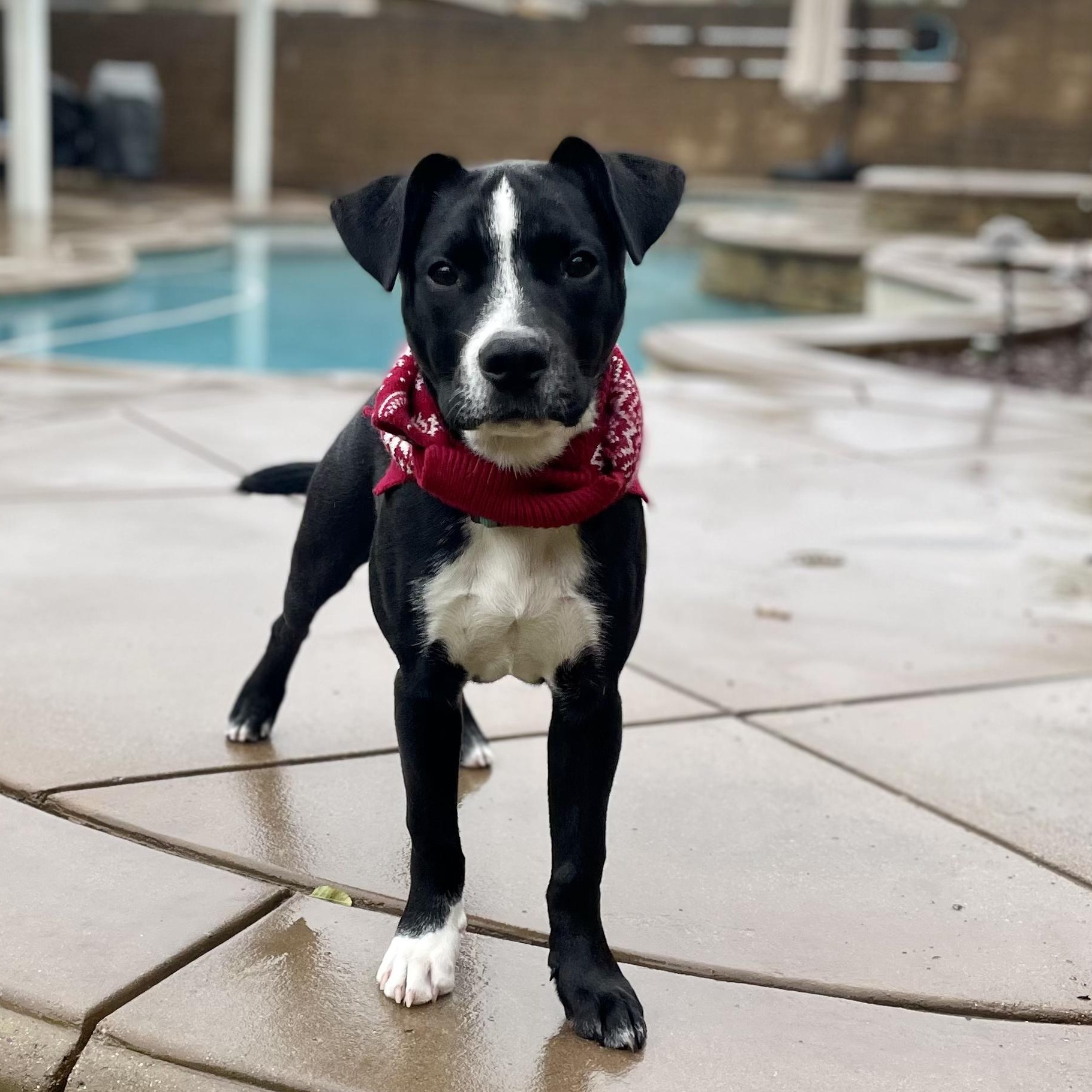 Enlarge Zen, a Adoptable mixed breed in Seal Beach, CA image 3/6
