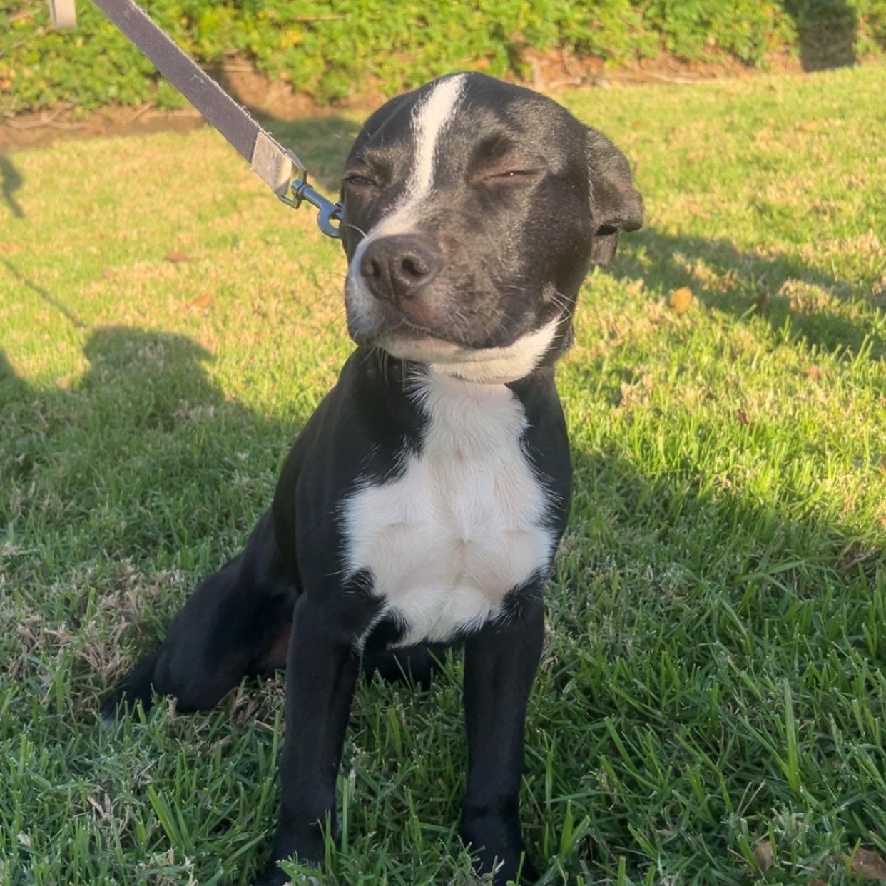 Enlarge Zen, a Adoptable mixed breed in Seal Beach, CA image 5/6