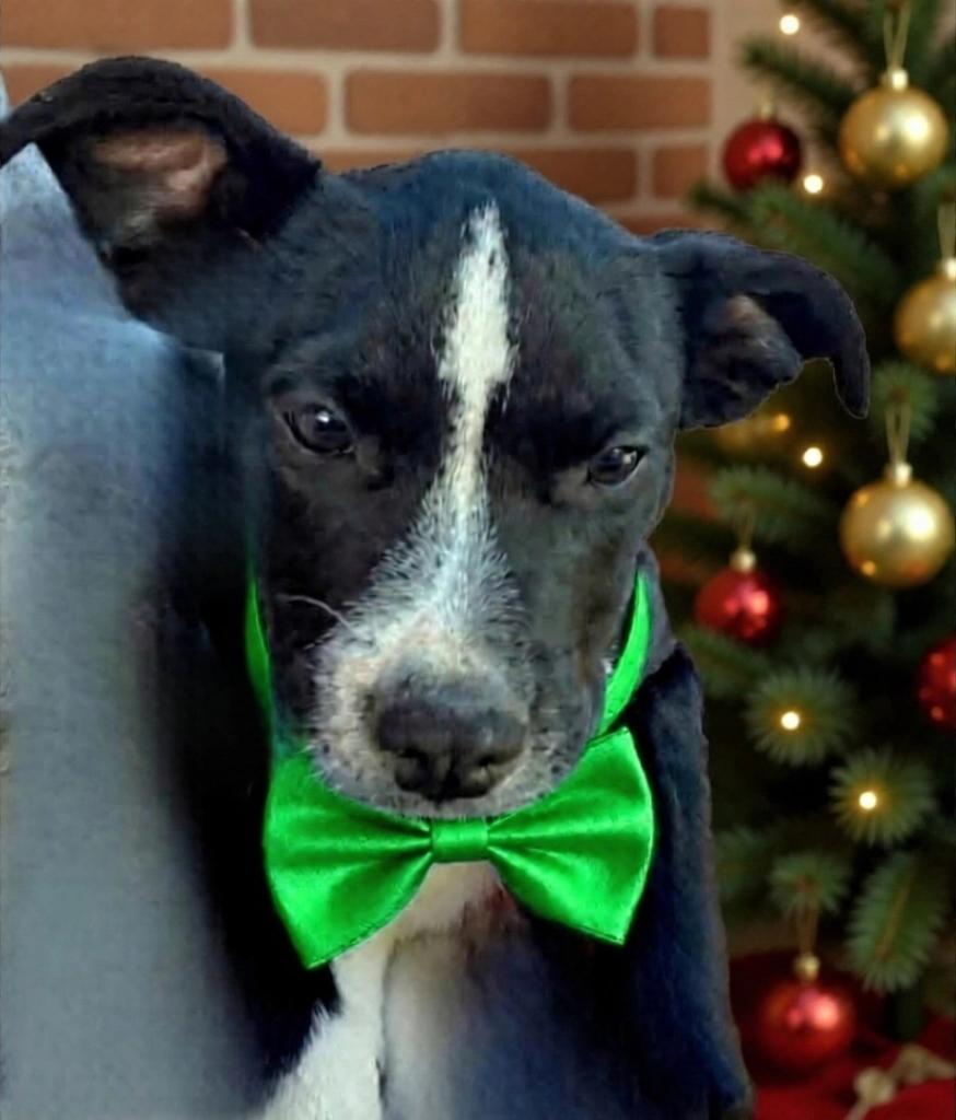 Enlarge Zen, a Adoptable mixed breed in Seal Beach, CA image 3/6