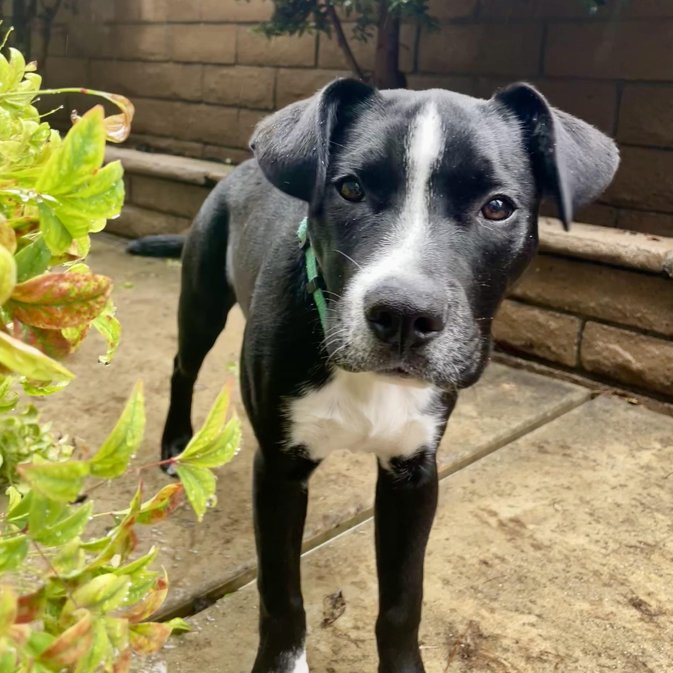 Zen, Adoptable, Puppy Male Pit Bull Terrier & Black Labrador Retriever.