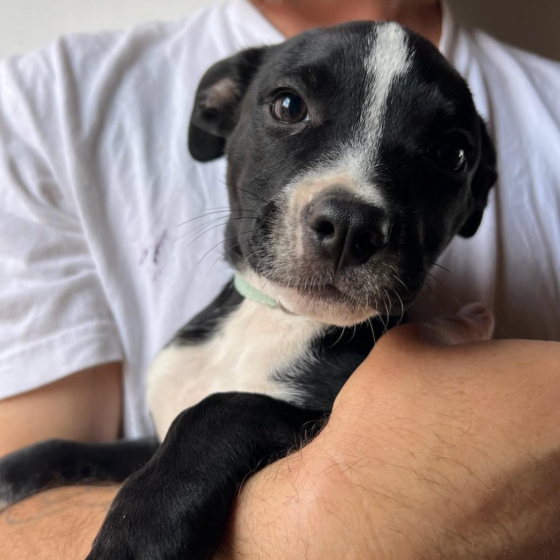 Enlarge Zen, a Adoptable mixed breed in Seal Beach, CA image 6/6
