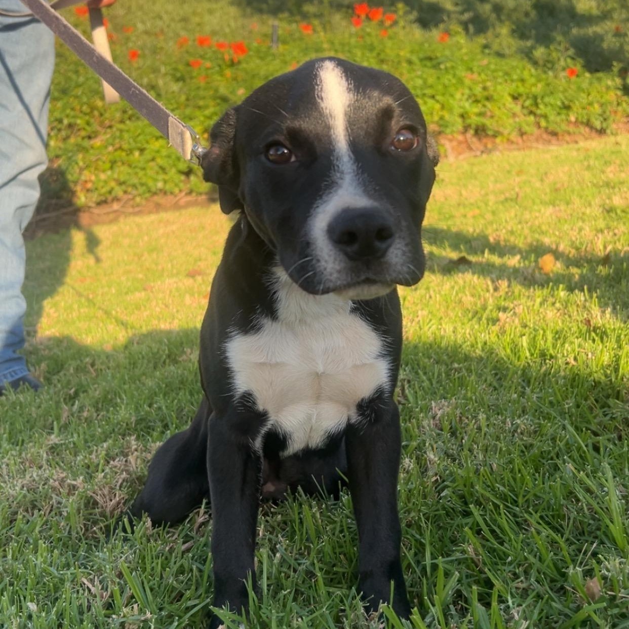 Zen, Adoptable, Puppy Male Pit Bull Terrier & Black Labrador Retriever.