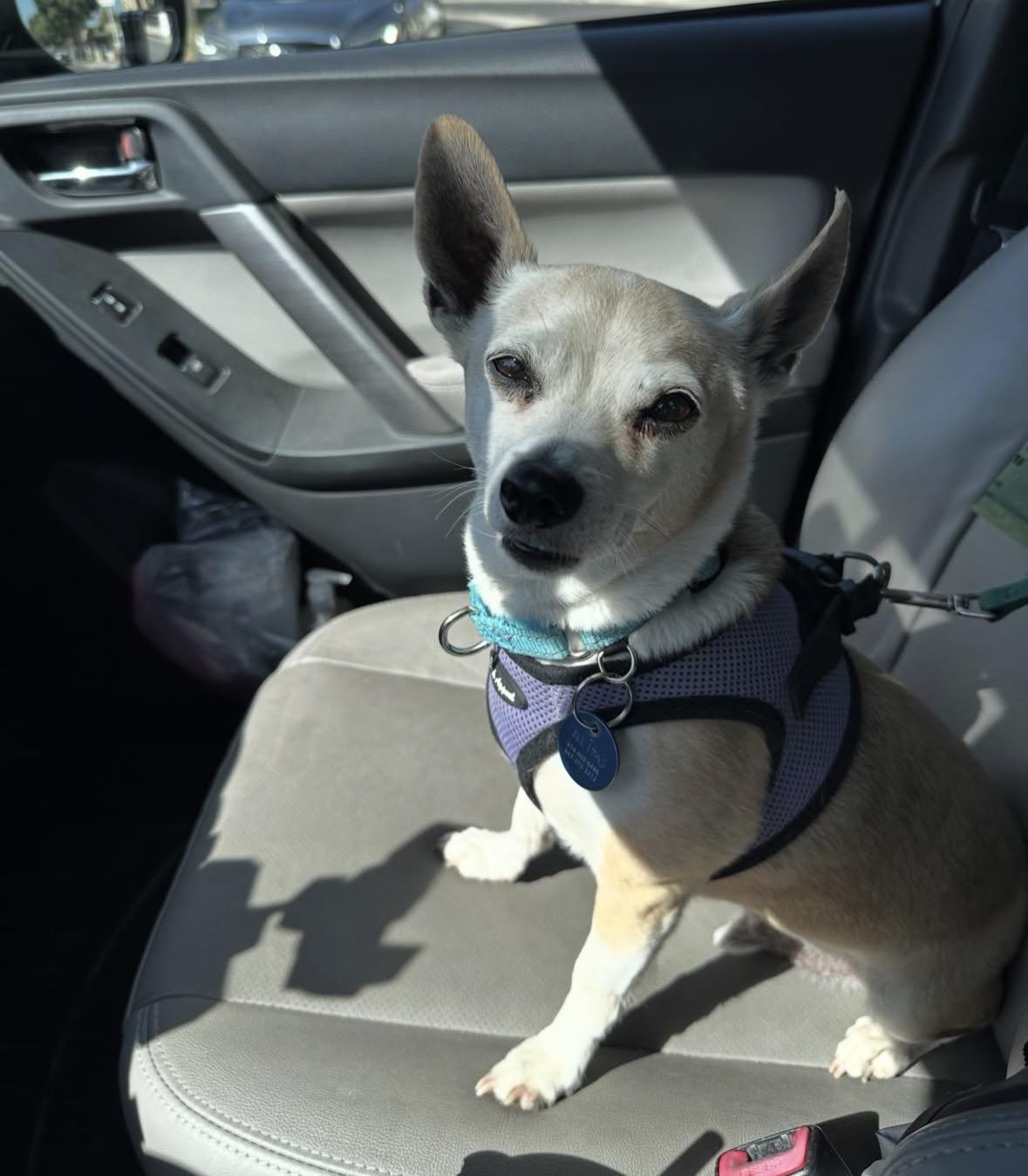 Enlarge Alitas, a Adoptable mixed breed in Pasadena, CA image 3/6