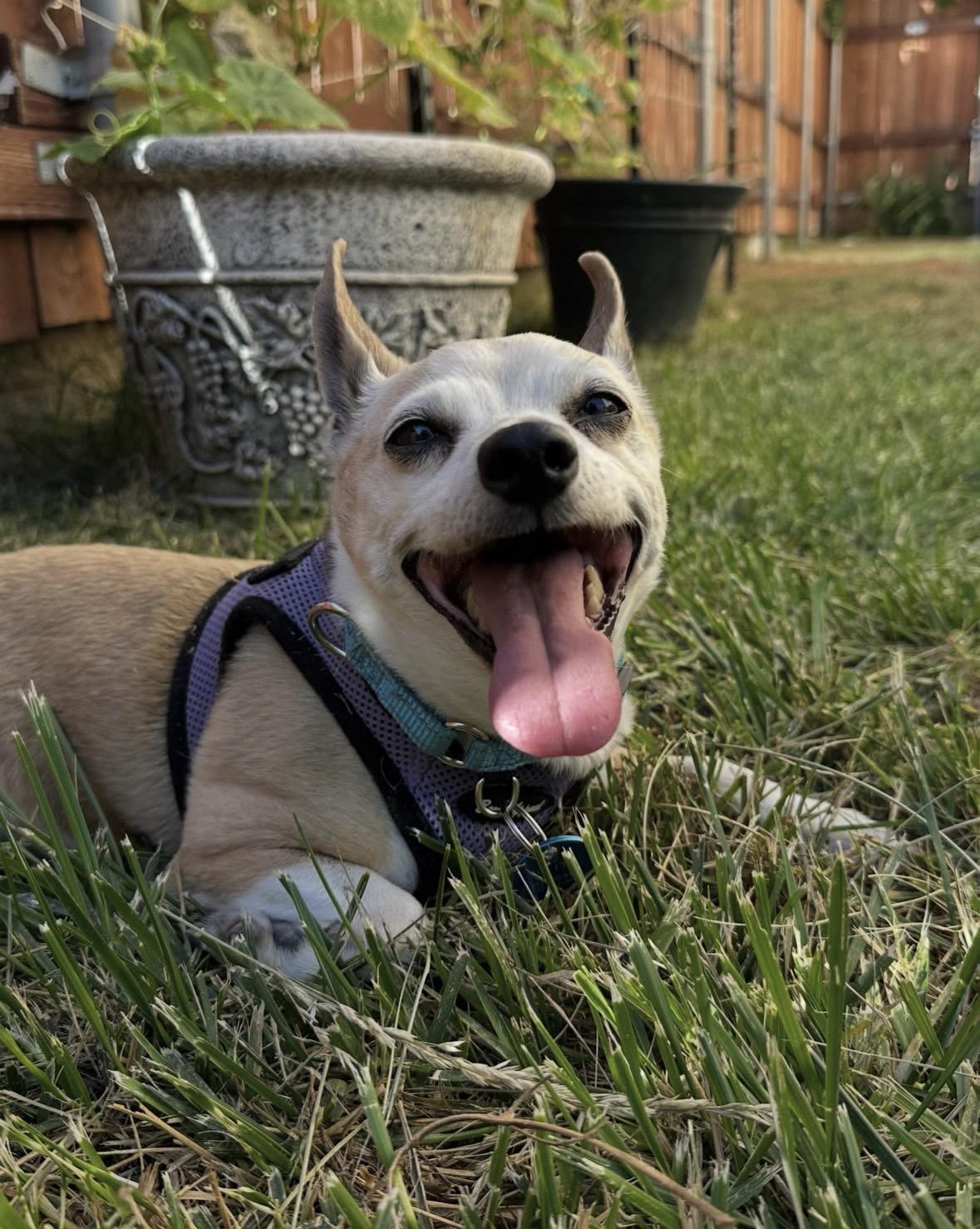 Enlarge Alitas, a Adoptable mixed breed in Pasadena, CA image 1/6