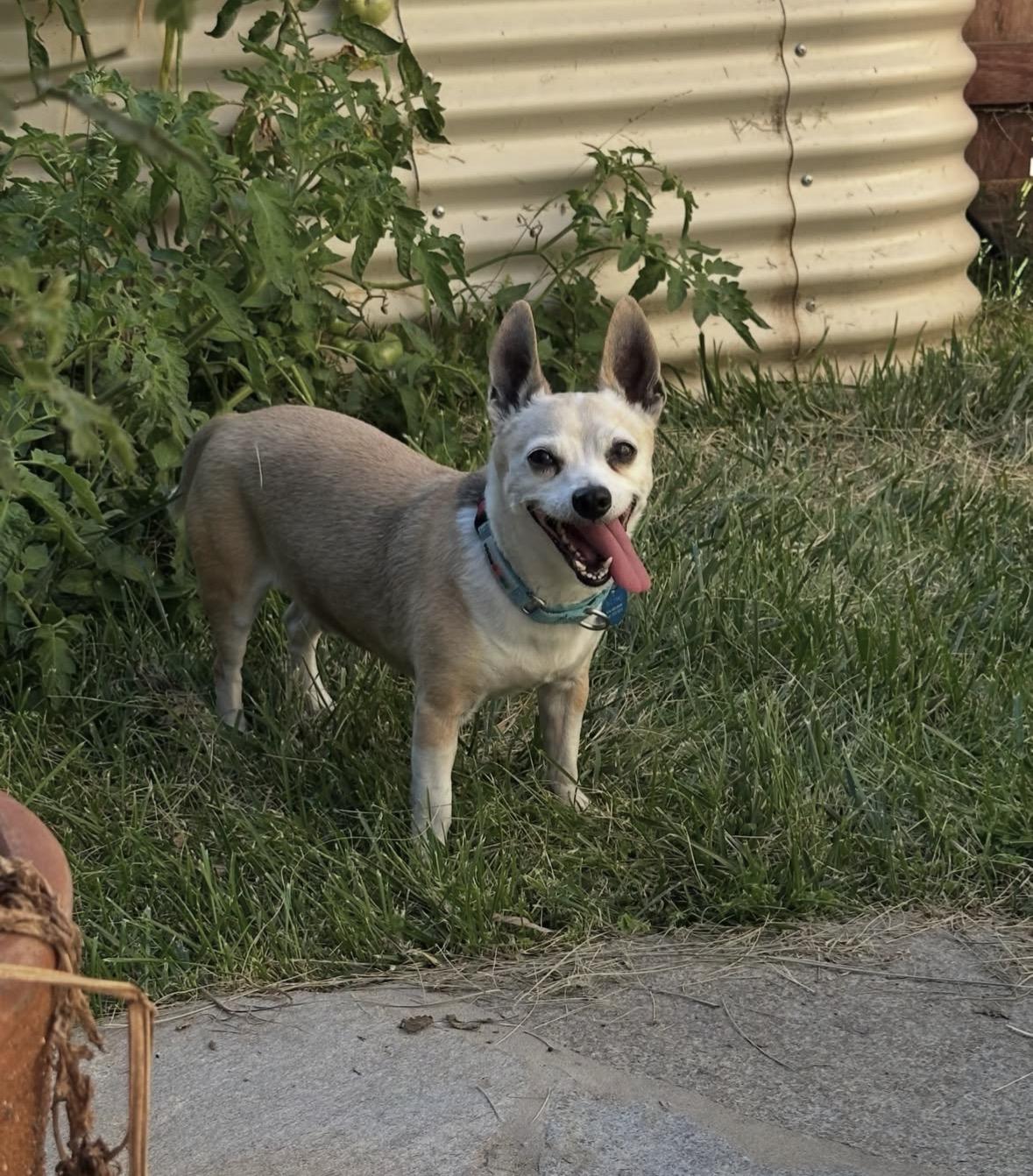 Enlarge Alitas, a Adoptable mixed breed in Pasadena, CA image 4/6