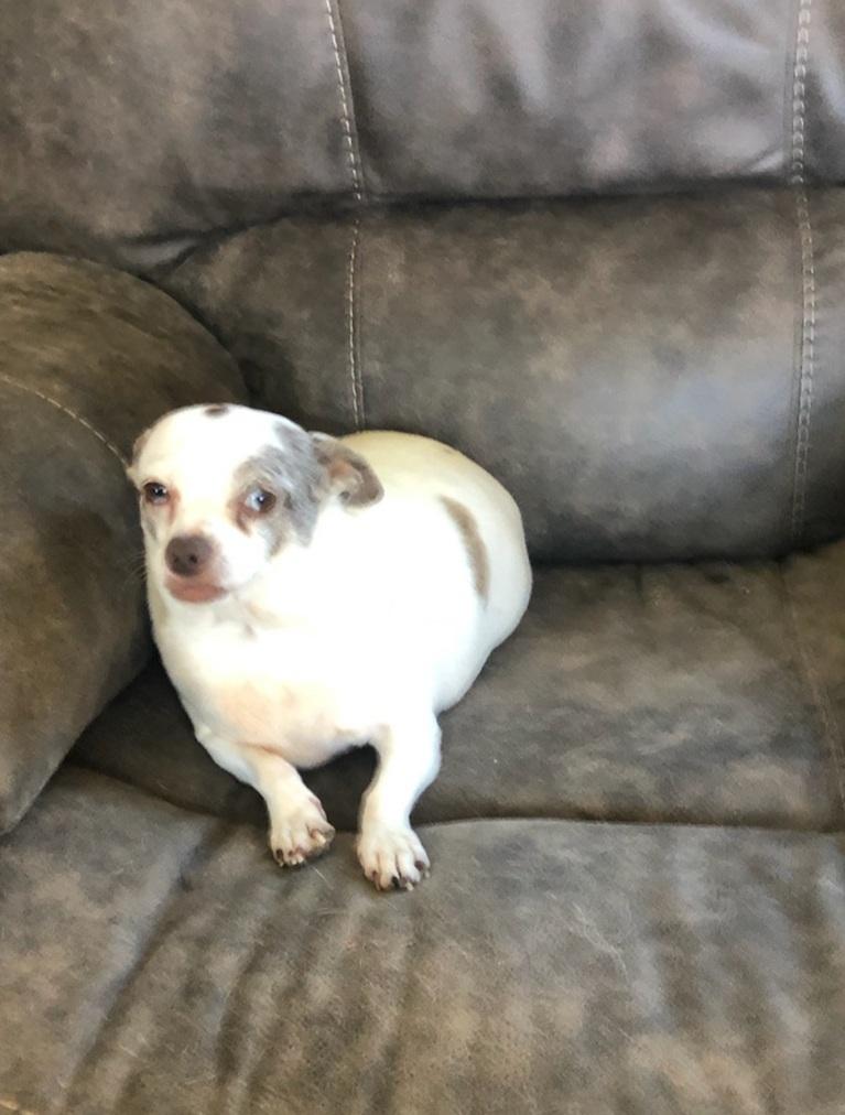 Enlarge Hanna, a Adopted Chihuahua in Calhoun, GA image 1/1