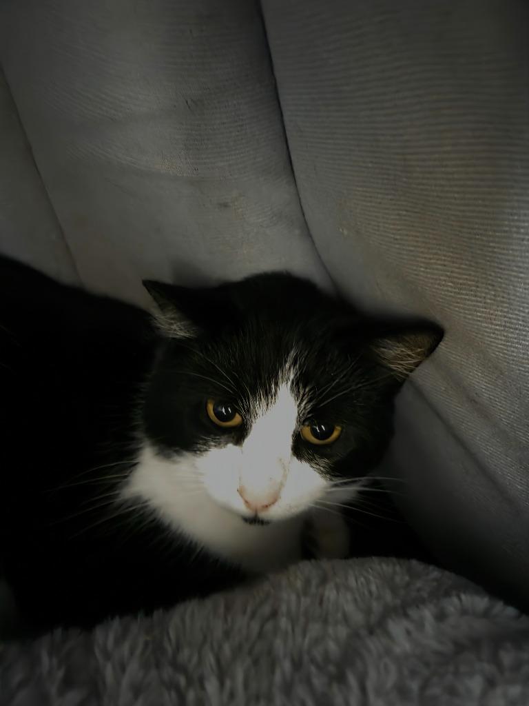 Dixon, Adoptable, Adult Male Domestic Short Hair.