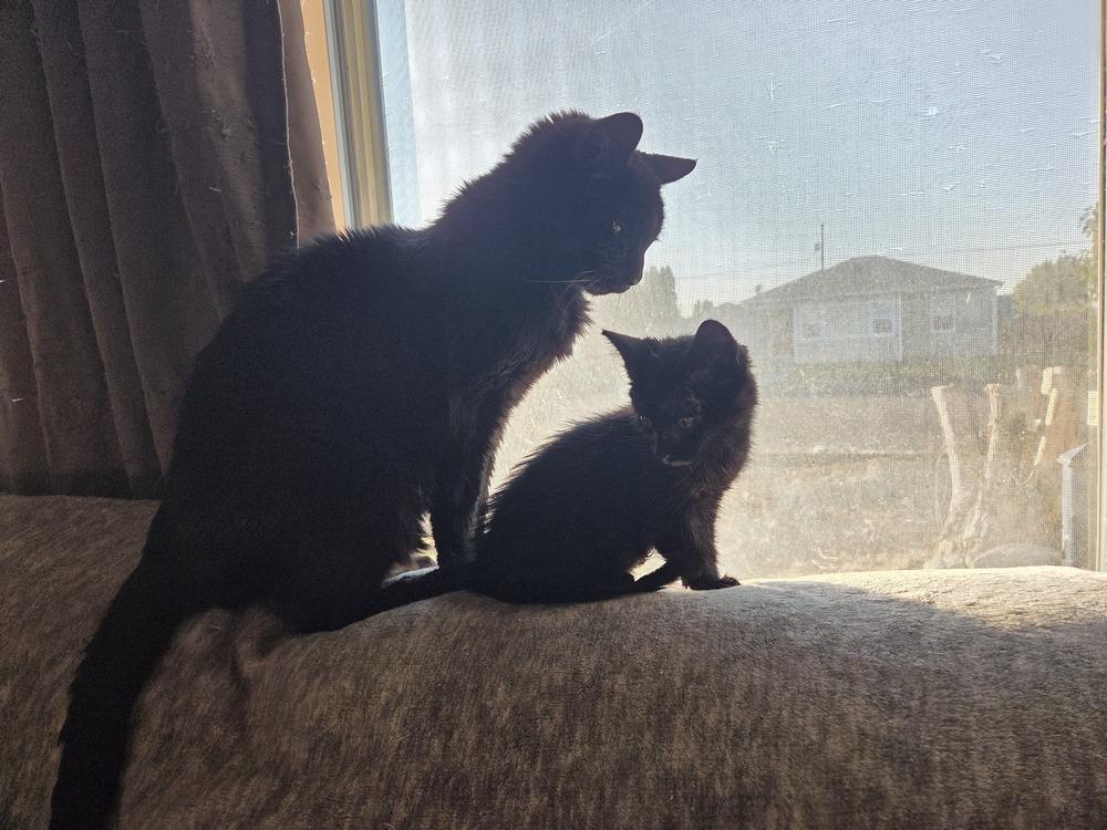 Colt, Adoptable, Kitten Male Domestic Short Hair & Domestic Short Hair.