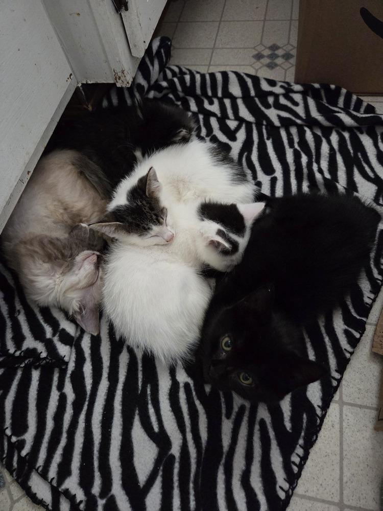 Enlarge Colt, a Adoptable mixed breed in Moses Lake, WA image 2/6