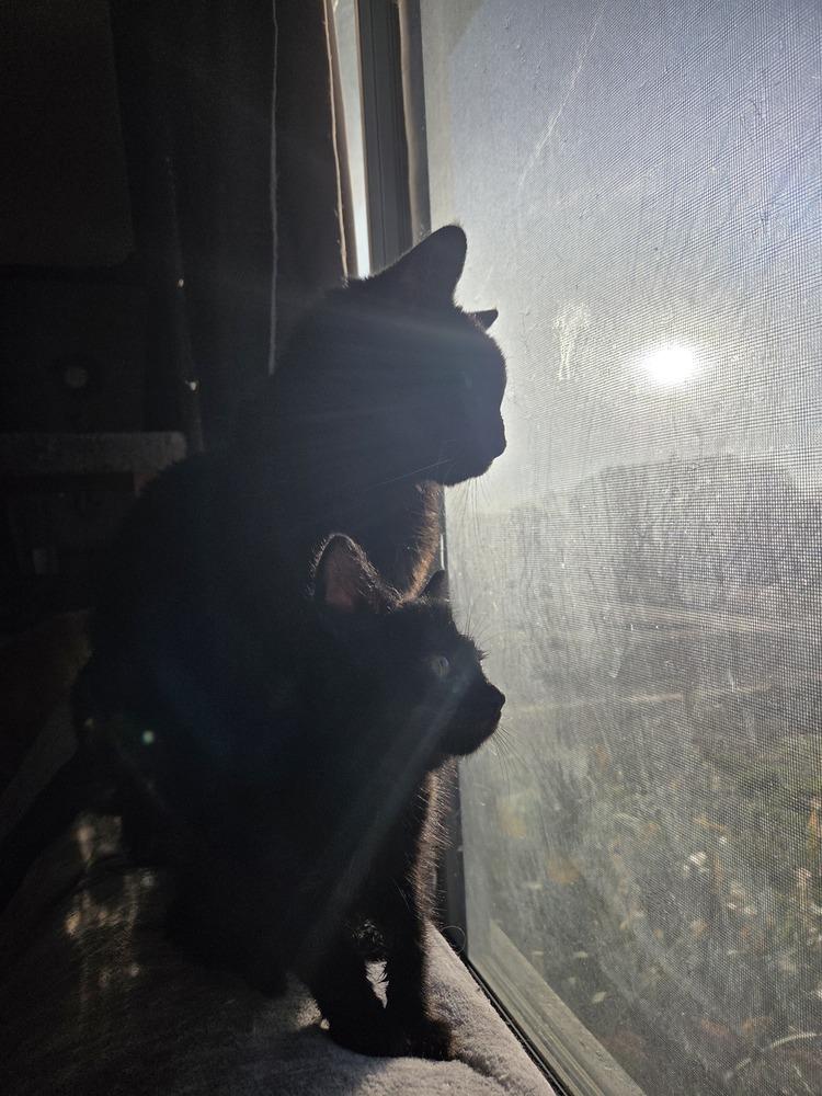 Enlarge Colt, a Adoptable mixed breed in Moses Lake, WA image 3/6