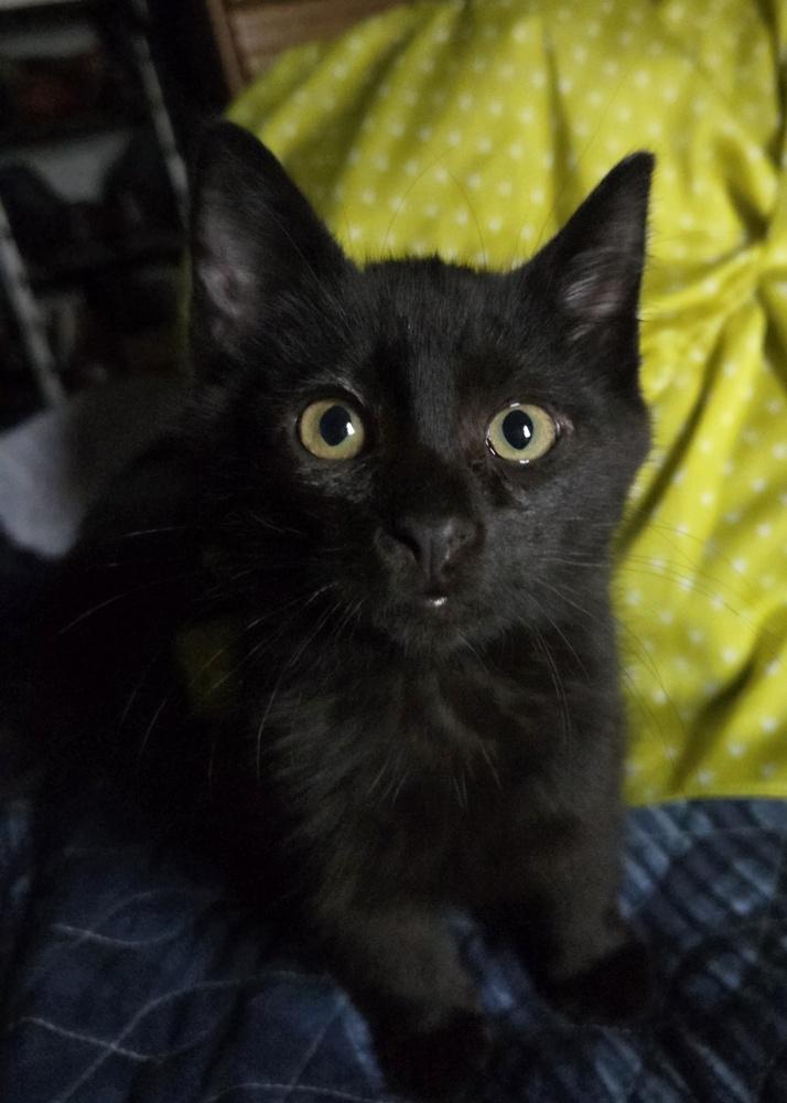 Enlarge Colt, a Adoptable mixed breed in Moses Lake, WA image 4/6