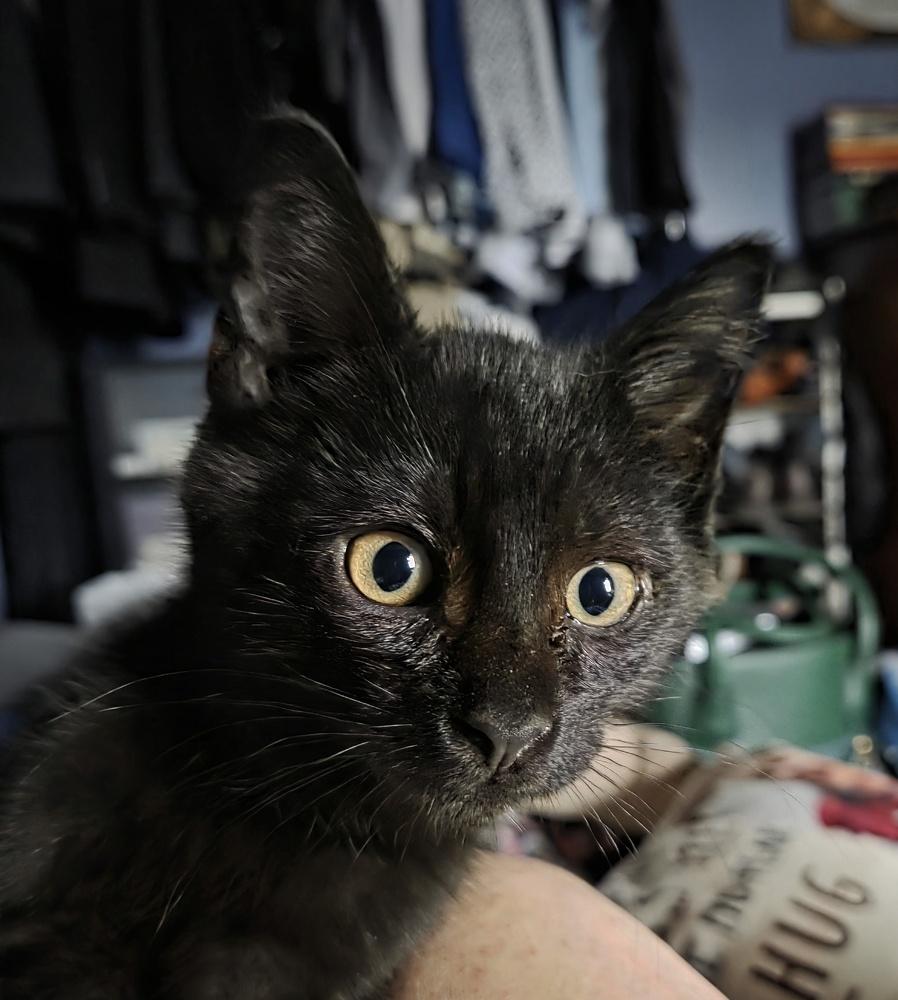 Enlarge Colt, a Adoptable mixed breed in Moses Lake, WA image 6/6