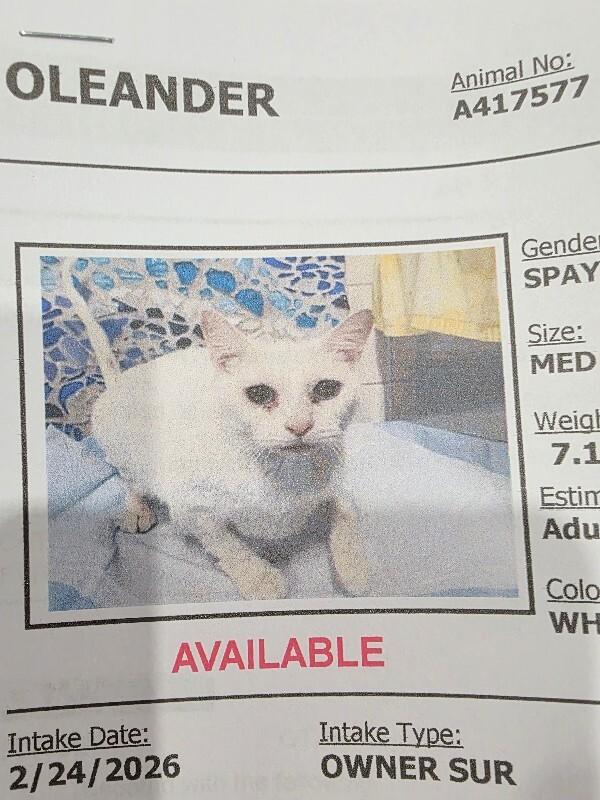 Enlarge Oleander, a Adoptable Domestic Short Hair in Zimmerman, MN image 1/1