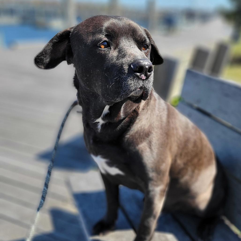 Travis, Adoptable, Adult Male Staffordshire Bull Terrier.