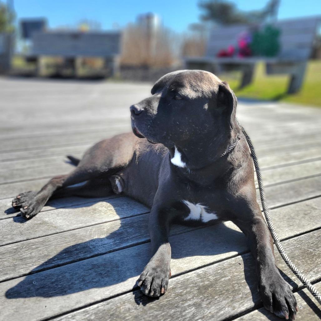 Enlarge Travis, a Adoptable Staffordshire Bull Terrier in West Islip, NY image 2/5