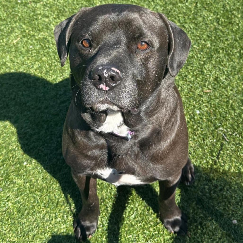 Enlarge Travis, a Adoptable Staffordshire Bull Terrier in West Islip, NY image 4/5