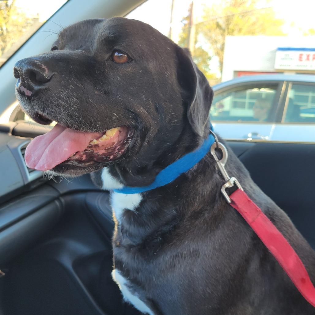 Enlarge Travis, a Adoptable Staffordshire Bull Terrier in West Islip, NY image 5/5