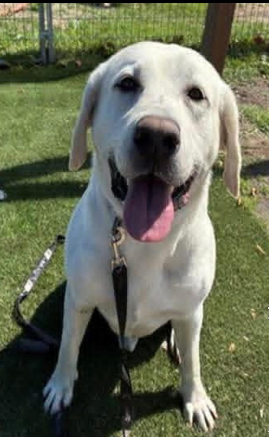 Enlarge George sweet boy waterdog, a ADOPTABLE Yellow Labrador Retriever in Huntington Beach, CA image 1/2