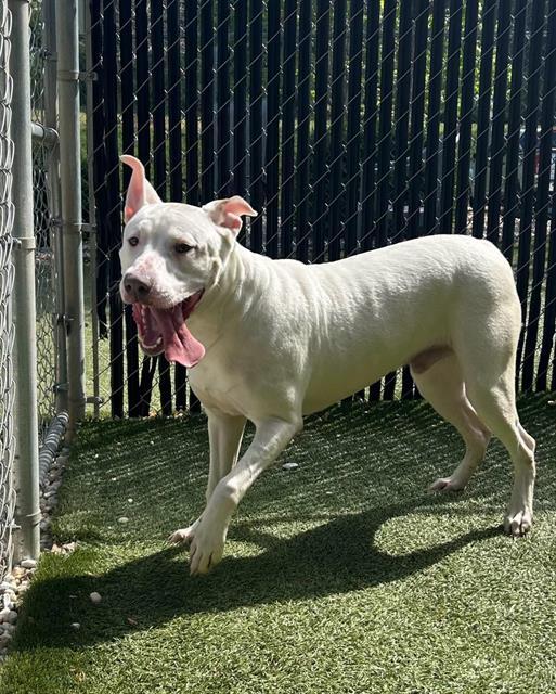 MILO, Adoptable, Young Male Labrador Retriever & Pit Bull Terrier.