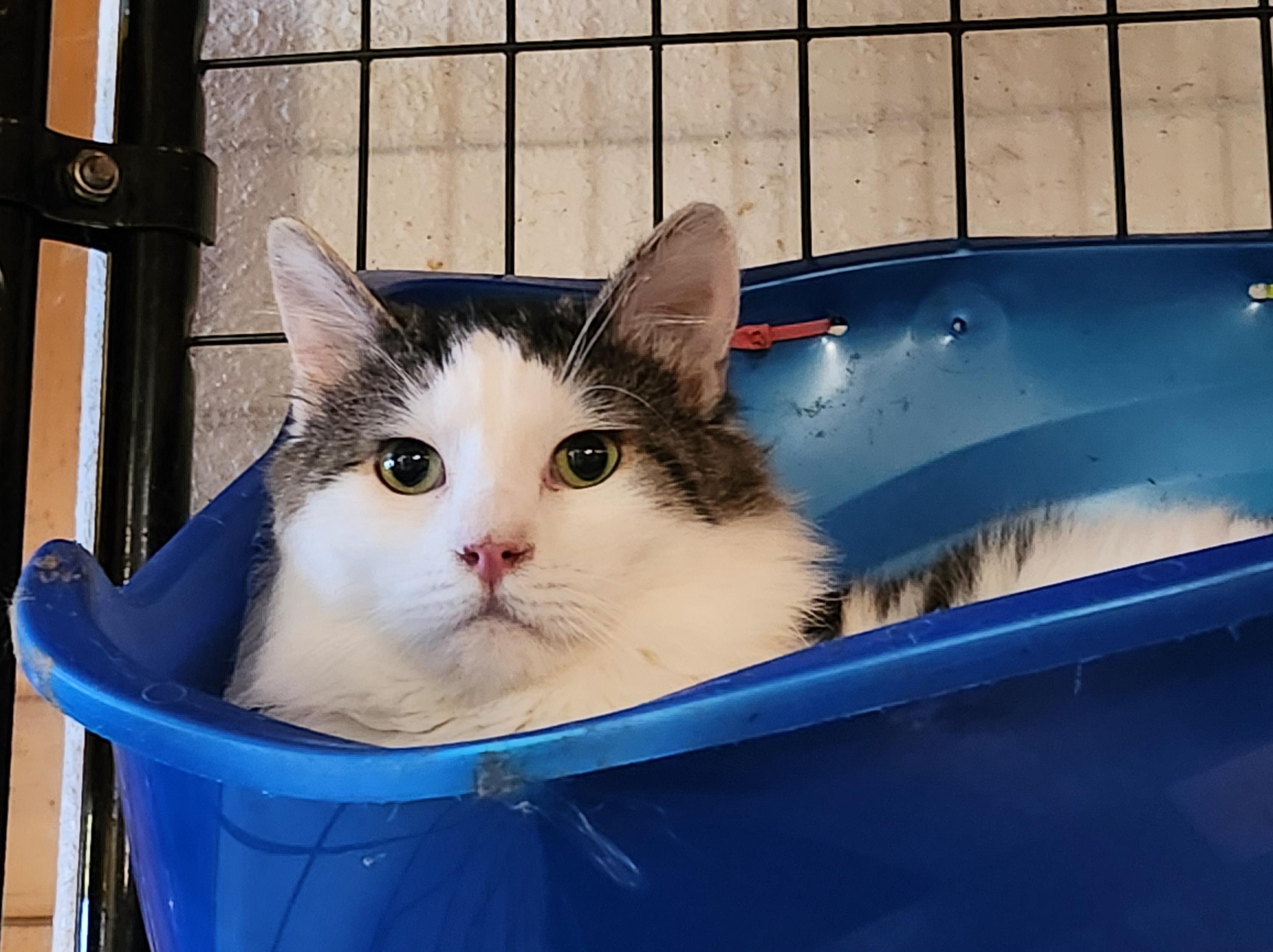 Mercutio, Adoptable, Adult Male Domestic Long Hair.