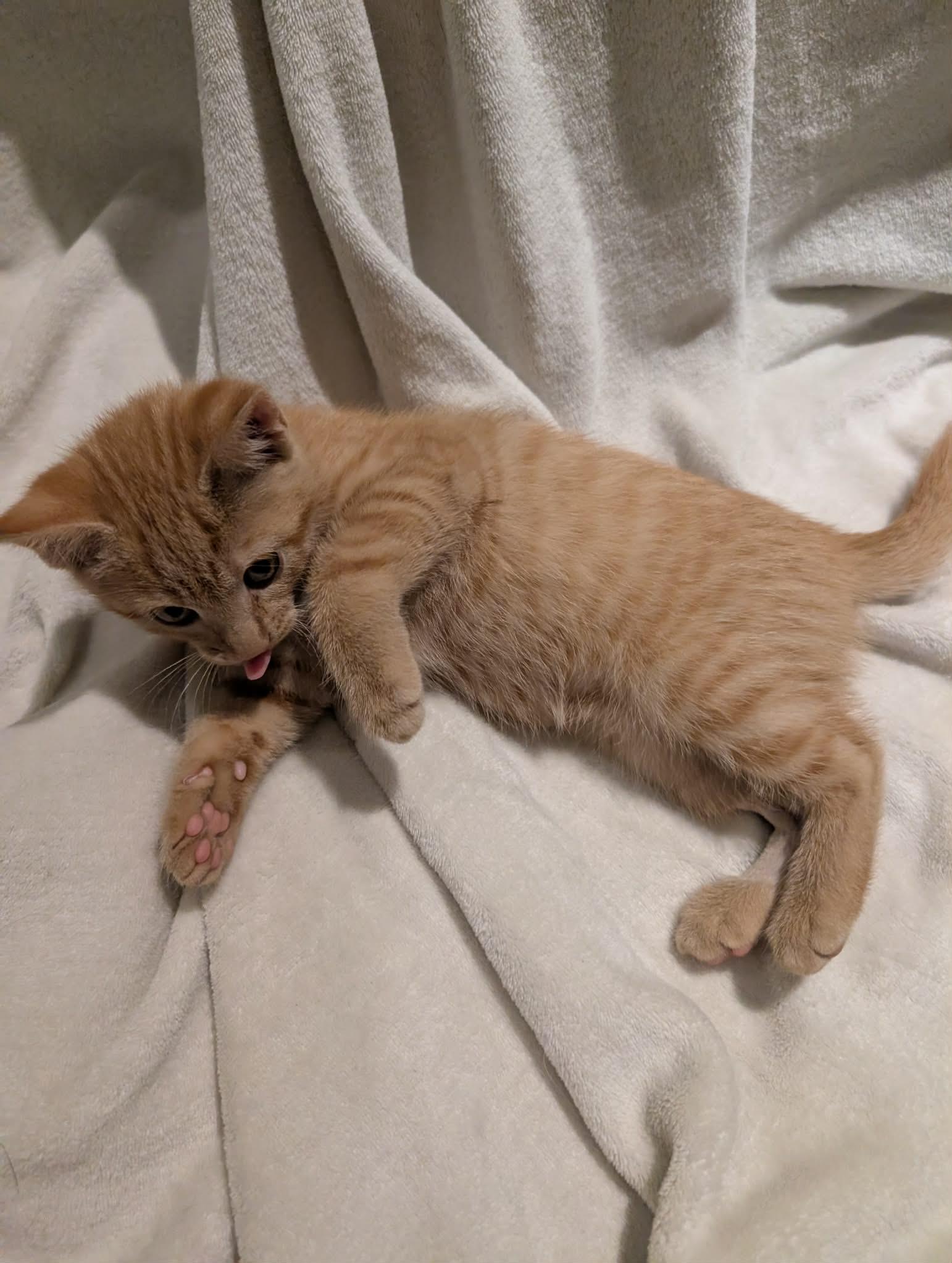 Iguana -Preadoption ONLY, Adoptable, Kitten Female Domestic Short Hair.