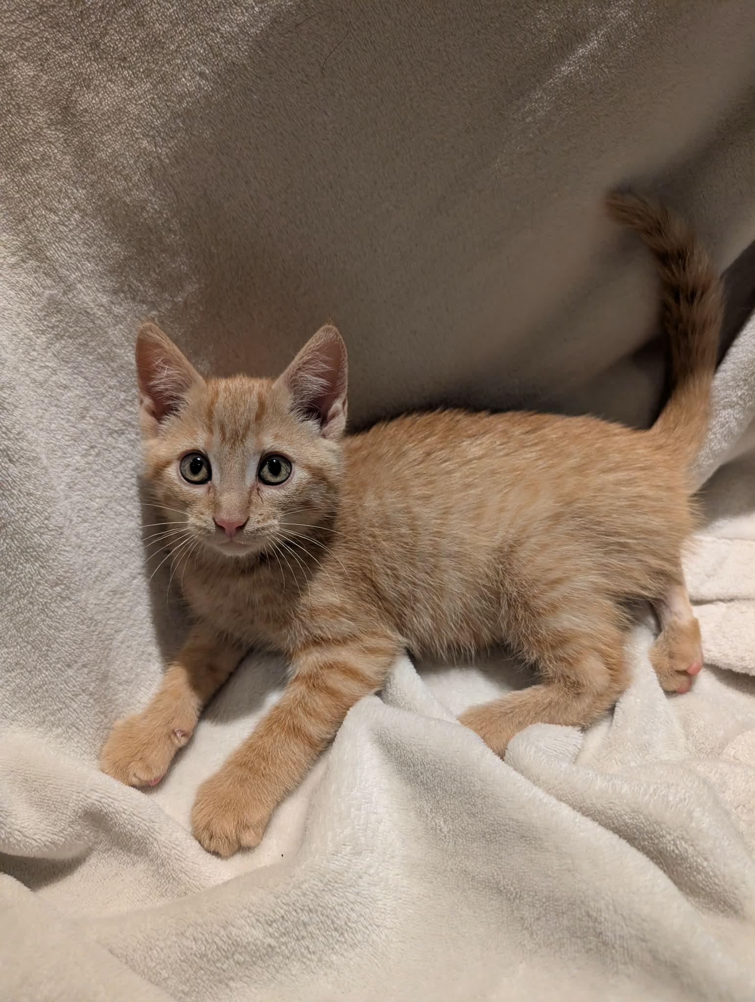 Enlarge Iguana -Preadoption ONLY, a Adoptable Domestic Short Hair in Chilliwack, BC image 2/2
