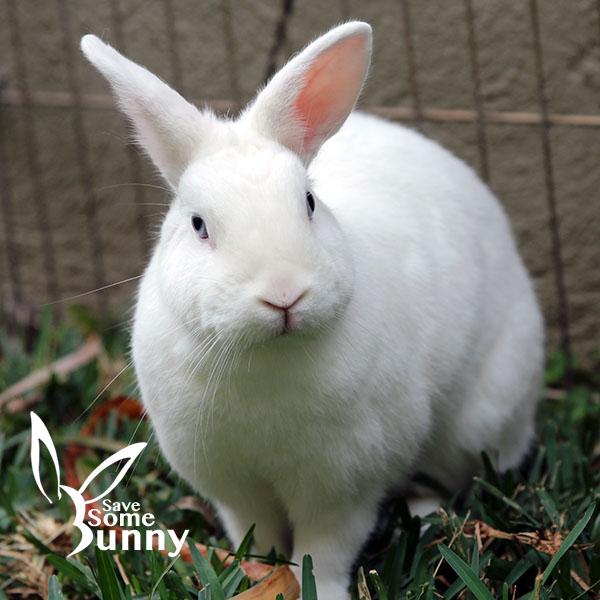 Iris, Adoptable, Adult Female Bunny Rabbit.