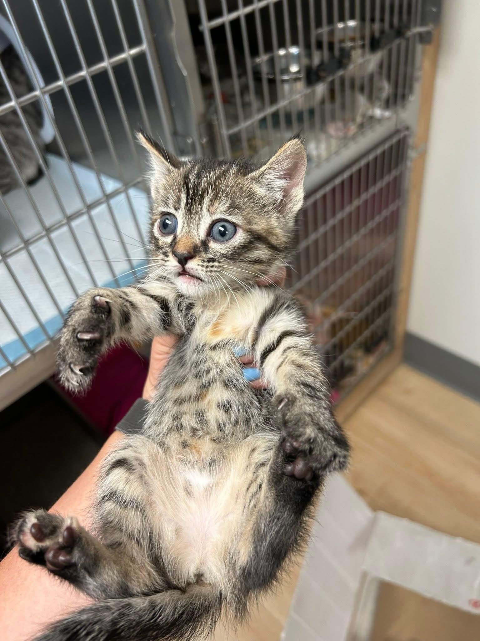 Enlarge Pecan Pie, an adoptable mixed breed in Santa Clara, CA image 1/1