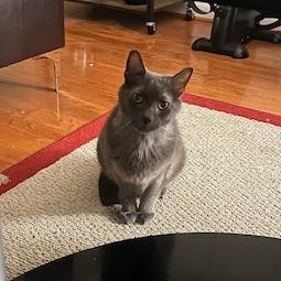 Enlarge Malcolm, a Adoptable Domestic Short Hair in Baltimore, MD image 2/5