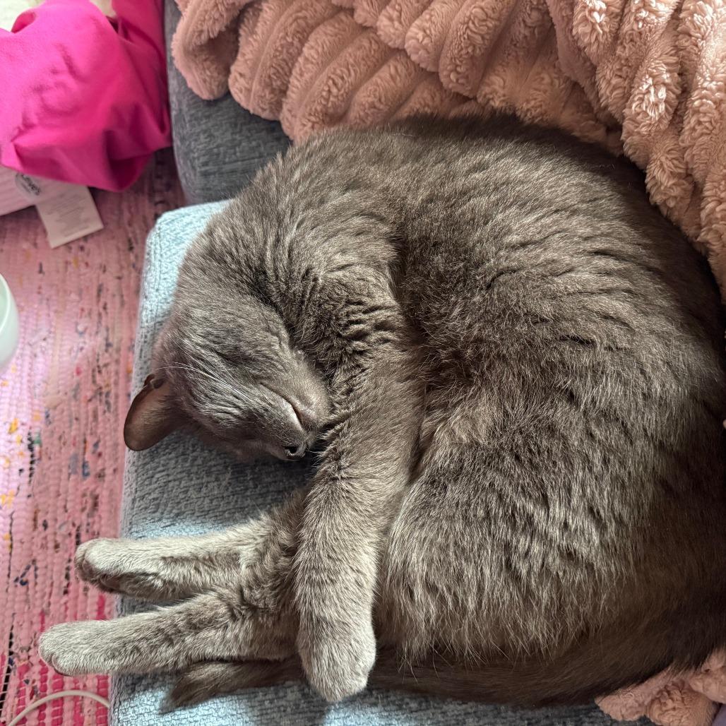 Enlarge Malcolm, a Adoptable Domestic Short Hair in Baltimore, MD image 4/5