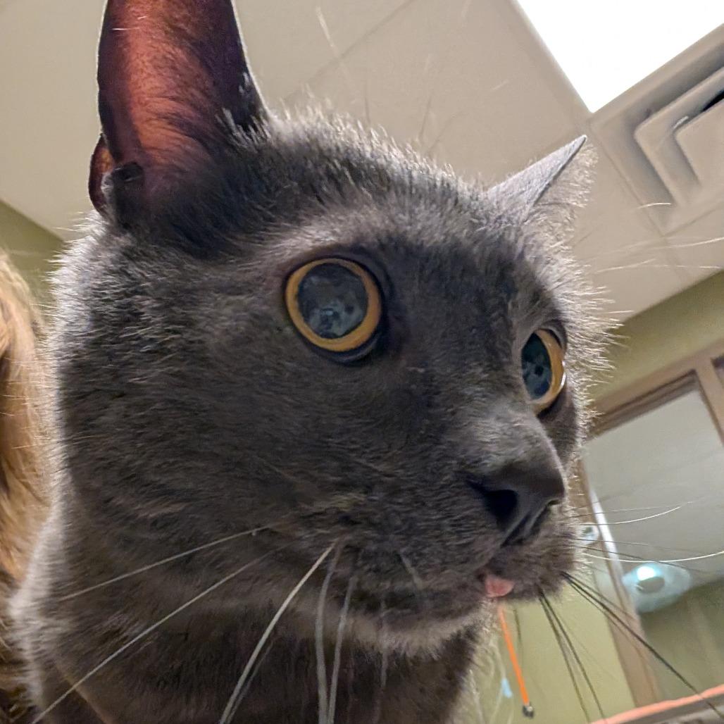 Enlarge Malcolm, a Adoptable Domestic Short Hair in Baltimore, MD image 5/5